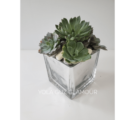 Succulents in Cube