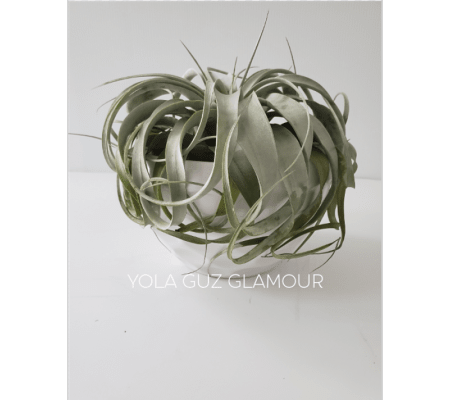 Tillandsias in Modern White