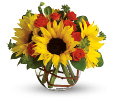 sunflower delight today