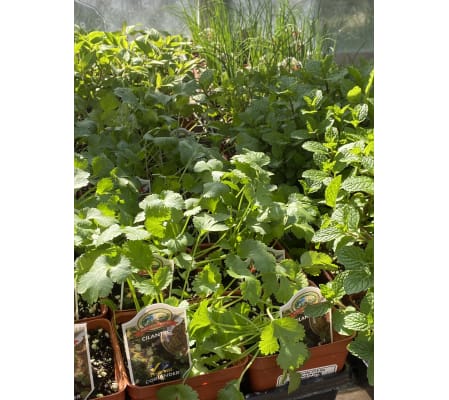 5 pots of Herbs - 4in Pots Herb