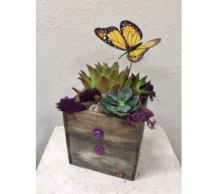 Succulent Garden in Wood Box