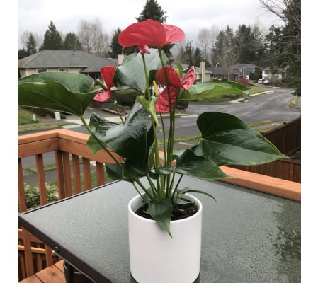 Anthurium in pottery