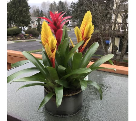 Bromeliad Trio