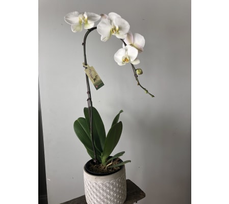 Graceful Planter