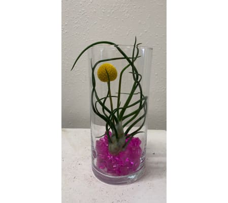 Tillandsia in Vase