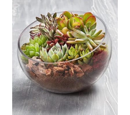 Cacti Glass Bowl Glamour