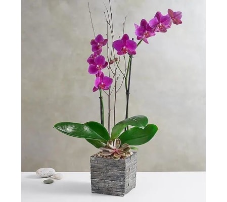 Modern Orchid In Wood