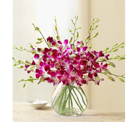 Orchids Luxury