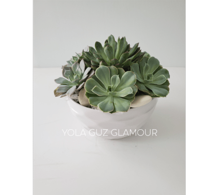 Succulents in White Ceramic Container