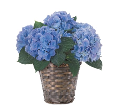 Potted Blue Hydrangea Plant
