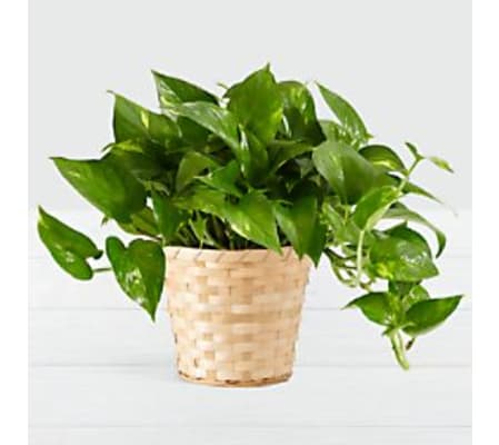 verigated pothos plant