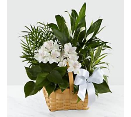 white sympathy dish garden