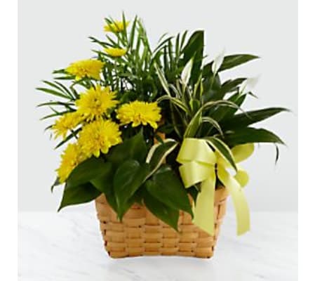 yellow sympathy dish garden
