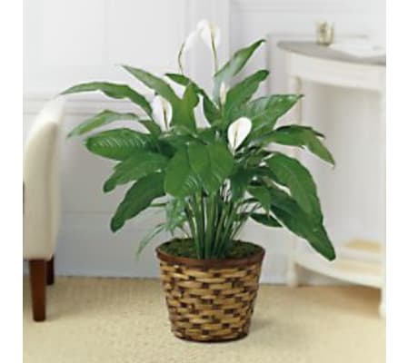 peace lily floor plant with wicker basket
