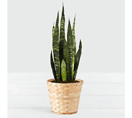 green snake plant