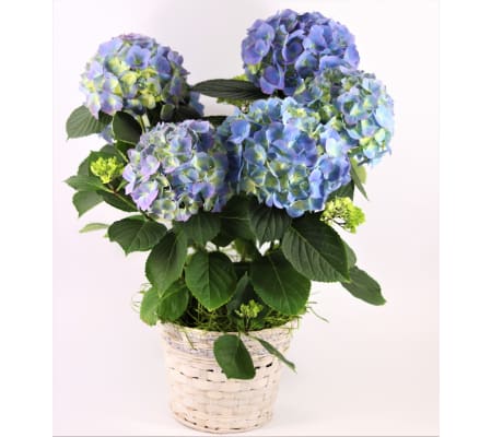Hydrangea Plant Spectacular
