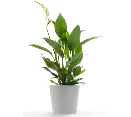 Petite Peace lily