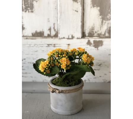 Styled Cement Silk Vase Arrangement - Yellow