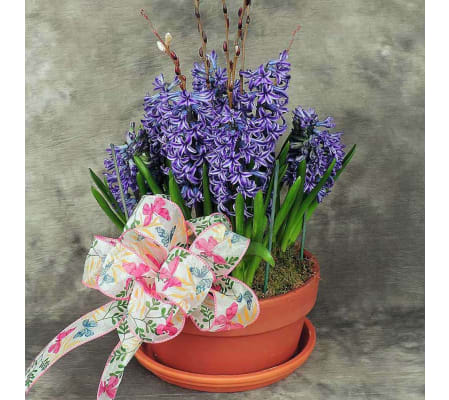 Easter Hyacinth Potted
