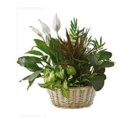 Peace Lily Planter