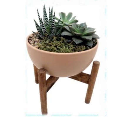 Talia succulent garden Planter
