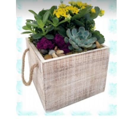 Lambert Dish Garden Planter