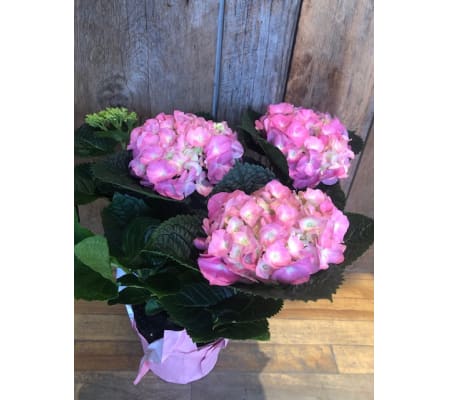 Spring Potted Hydrangea