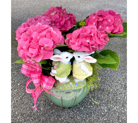 Pink Love- Hydrangea Plant