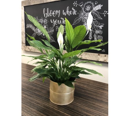 Tranquil Peace Lily