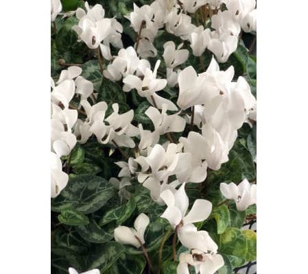 White Cyclamen Plant