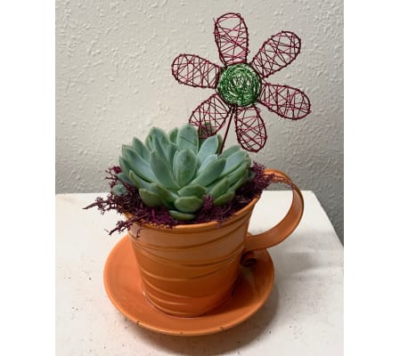 Take a Break Succulent
