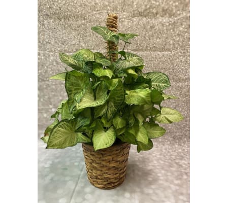 Butterfly Pole Plant