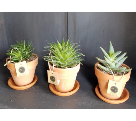 Aloe Trio