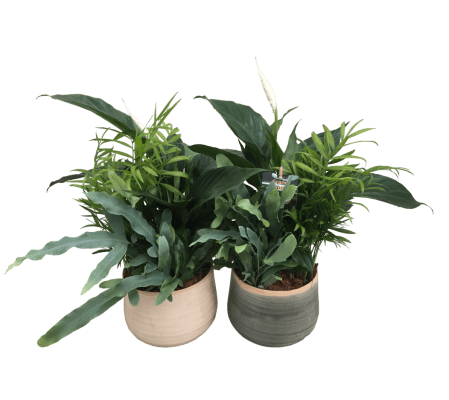 Calm Peace Lily