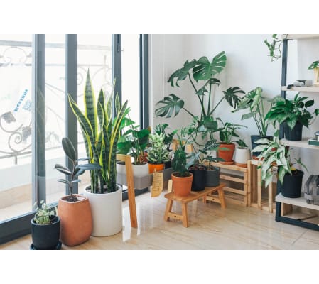 Florist's Choice Plant