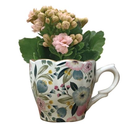 Cortez Mini Teacup with Plant
