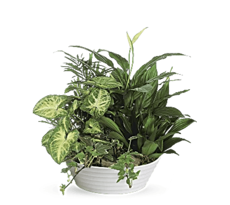 Green Plants Garden