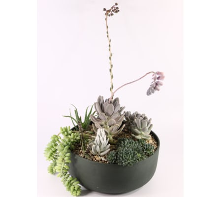 Succulent Sahara