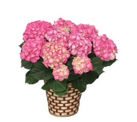 Blooming Hydrangea Basket