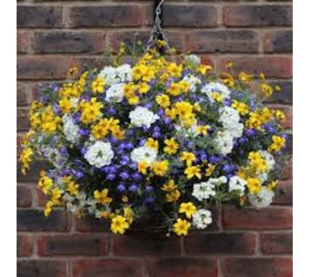 Hanging Annuals Basket