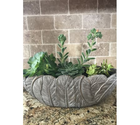 Exquisite Succulents