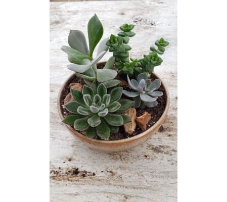 Sedum Dish