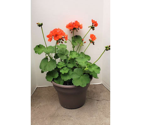 Potted Geranium
