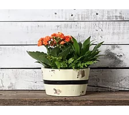 Spring Woods Planter