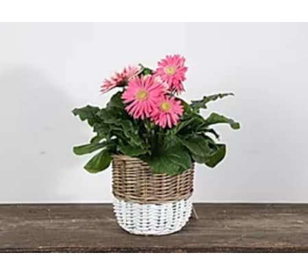 Spring Willow Planter