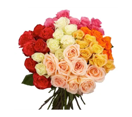 Roses Delight Times 4