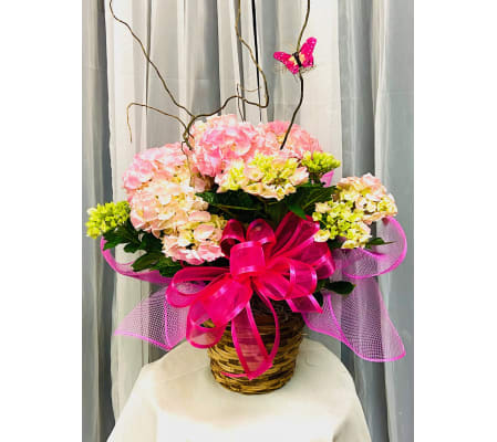 Ellington's Hydrangea (Colors Vary)