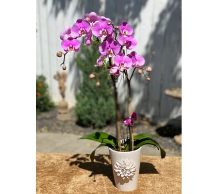 Blooming Orchid Plant