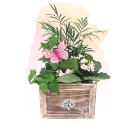 Small Elgin Box Planter