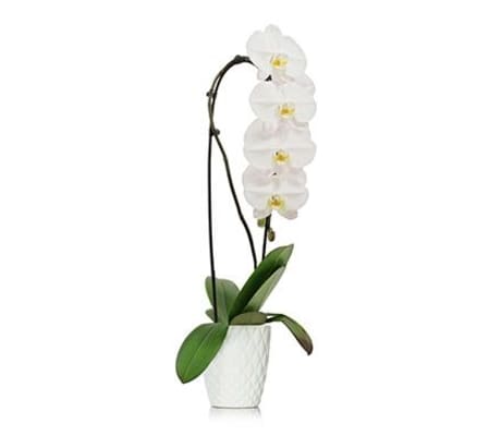 White Waterfall Orchid Plant